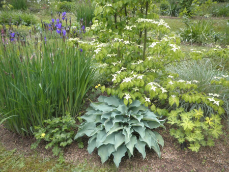 Hosta ´Flemish Sky´